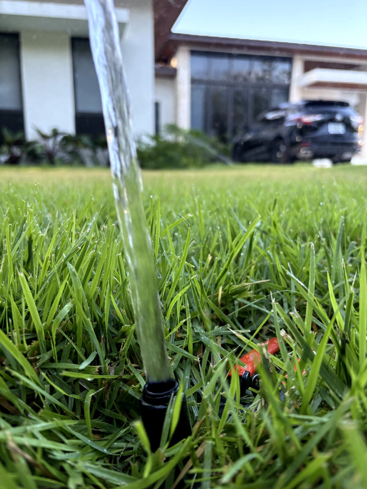 Root damage from shade trees